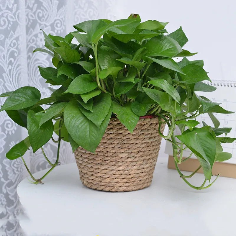 SLENVI TerraWeave Planter Basket - slenvi
